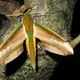 Image for article titled Hawkmoths use their genitals to scare off bats